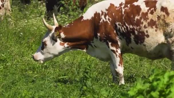 Vacas que pastam em pastagens — Vídeo de Stock