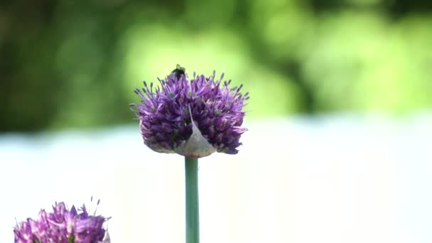Pszczoła na kwiat, zbliżenie. — Wideo stockowe