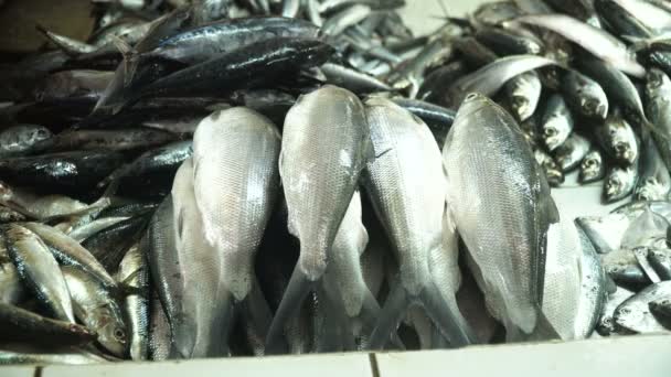 Peixe no mercado asiático. — Vídeo de Stock