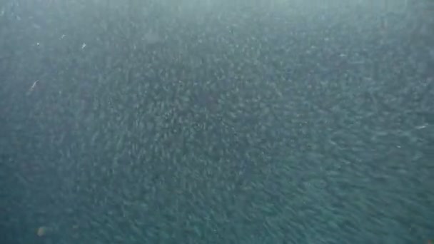 Сардины на голубой воде. — стоковое видео