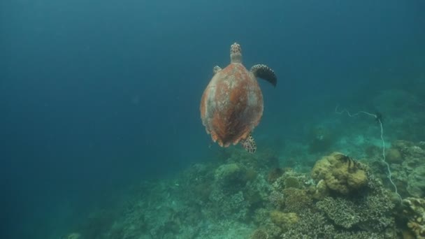 Meeresschildkröte unter Wasser. — Stockvideo