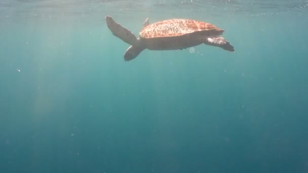 Tengeri teknős víz alatt. — Stock videók
