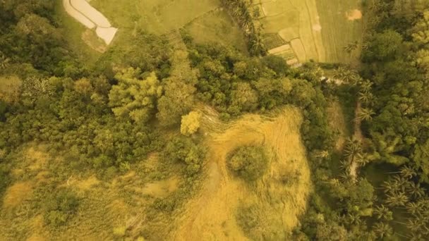 Chocolate Hills i Bohol, Filippinerna, Flygfoto. — Stockvideo