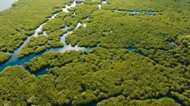Mangrov ormanları Asya. Filipinler Siargao Adası.