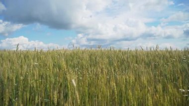 Kırsalda buğday tarlası.