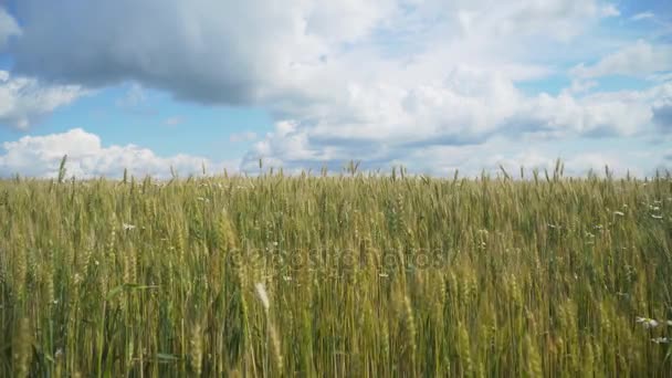 Weizenfeld auf dem Land. — Stockvideo