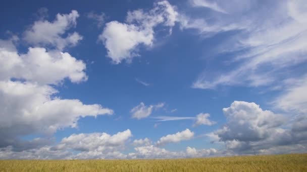 Tarweveld op het platteland. — Stockvideo