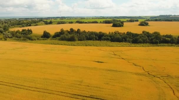 黄金の麦畑の空撮。空撮. — ストック動画