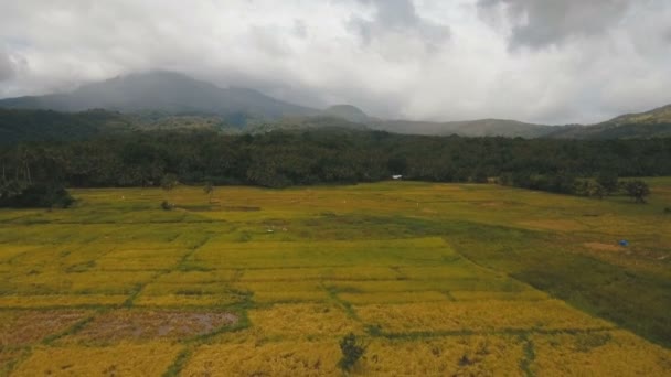 Luftaufnahme eines Reisfeldes. Philippinen — Stockvideo