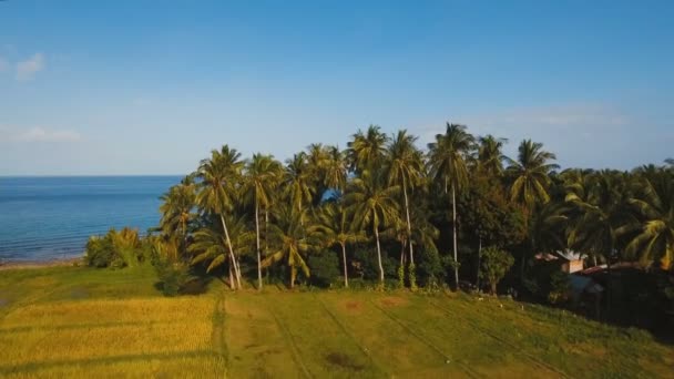 Морской пейзаж с морем и пальмами. Вид с воздуха: остров Камигин Филиппины . — стоковое видео