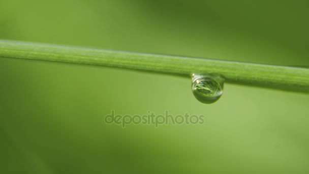 Drop of dew on the grass — Stock Video