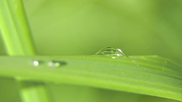 Drop of dew on the grass — Stock Video