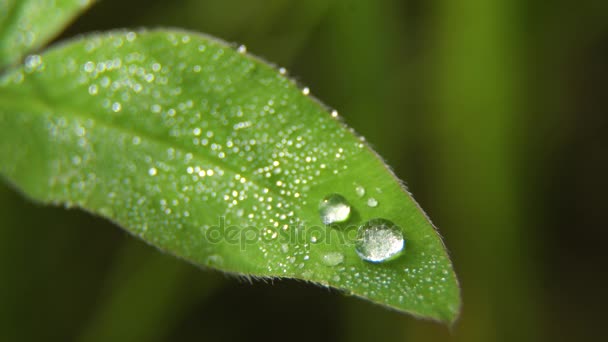 Goutte de rosée sur l'herbe — Video