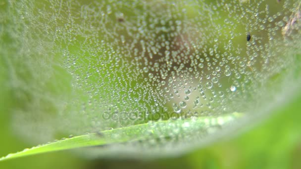 Spinnweben im Gras mit Tautropfen. — Stockvideo