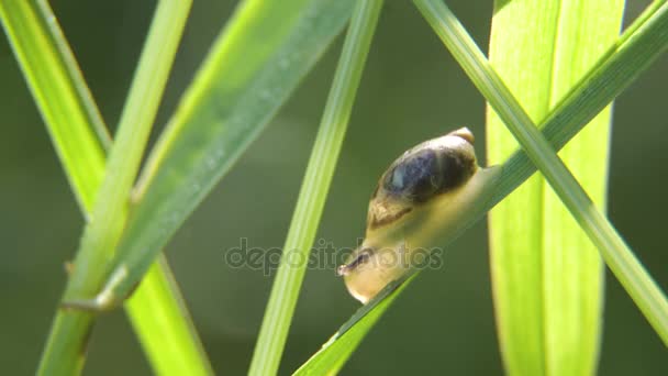 Slak op het gras. — Stockvideo