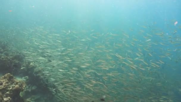 Sardines op blauw water. — Stockvideo