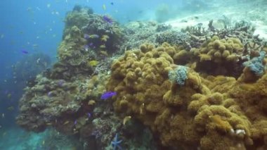 Mercan ve tropikal balık. Filipinler