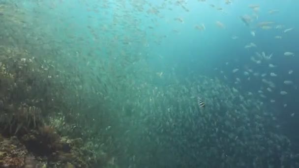 Sardinas sobre agua azul. — Vídeo de stock