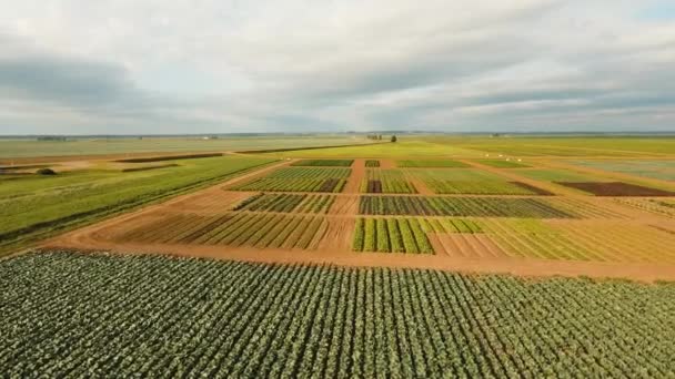 Flygfoto över jordbruksmark. — Stockvideo