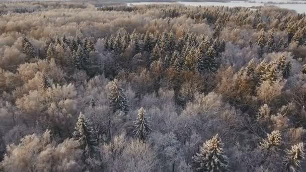 Paisagem de inverno com floresta. — Vídeo de Stock