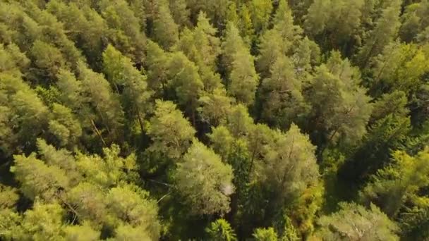 Vlucht over het groene woud. — Stockvideo