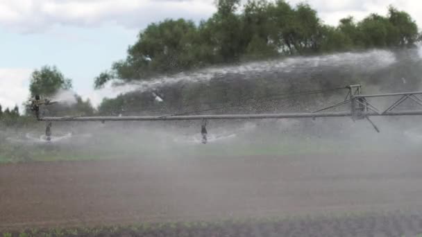 Tarım arazisindeki sulama sistemi. — Stok video