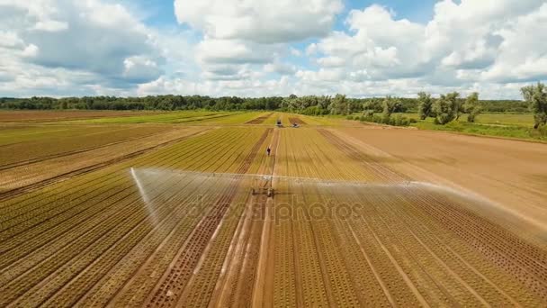 Sistema de irrigação em terras agrícolas. — Vídeo de Stock