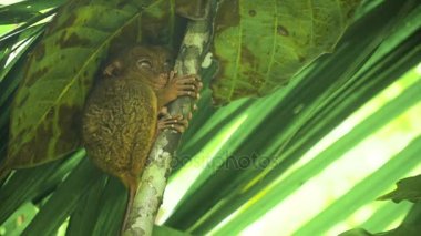Komik Filipinli tarsier Tarsius syrichta. Bohol Filipinleri