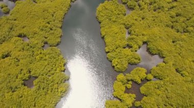 Mangrov ormanları Asya. Filipinler Siargao Adası.