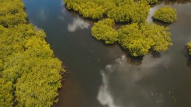 Mangrov ormanları Asya. Filipinler Siargao Adası.