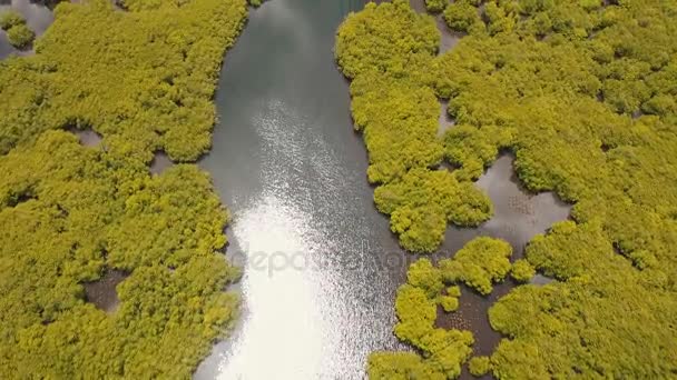 Mangrovebos in Azië. Filippijnen Siargao eiland. — Stockvideo