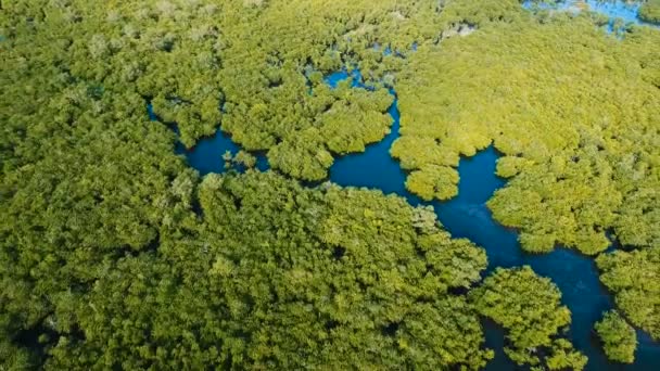 Foresta di mangrovie in Asia. Filippine Isola di Siargao . — Video Stock