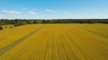 Yaz manzara, keten bir alan