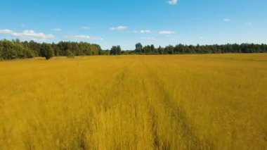 Yaz manzara, keten bir alan