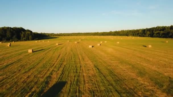 Rolos de palheiros no campo — Vídeo de Stock