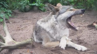 Gri kurt, Canis lupus, portre