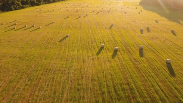 Rolls of haystacks on the field — Stock Video