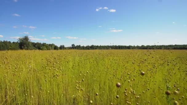 Літній пейзаж, поле льону — стокове відео