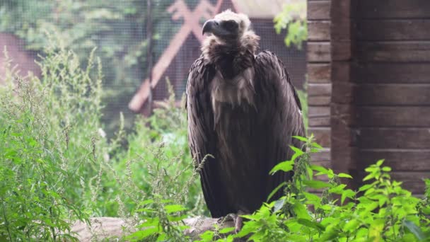Griffin Vulture Gyps fulvus. — Stockvideo
