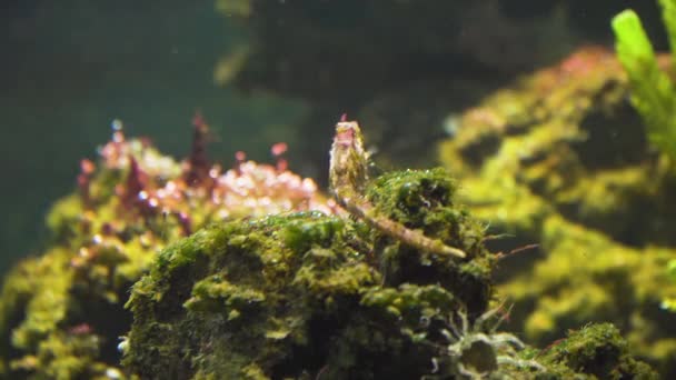 Caballo de mar espinoso en pradera marina — Vídeo de stock