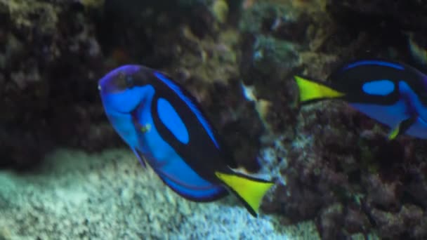 Coral reef and tropical fish. — Stock Video