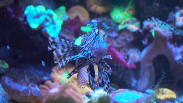 Lion fish, coral reef underwater. — Stock Video