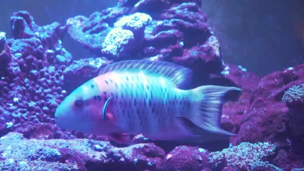 Κοραλλιογενή ύφαλο και τροπικά ψάρια. — Αρχείο Βίντεο