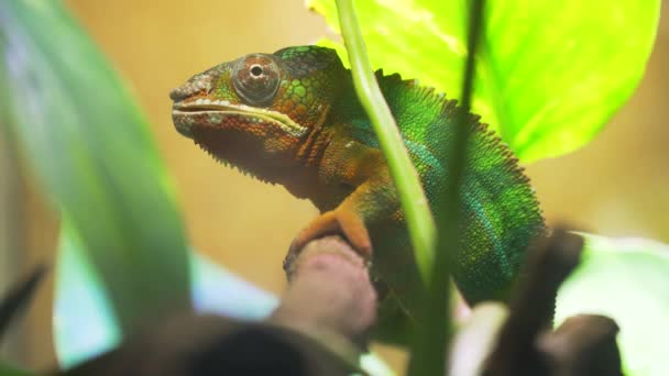 Chameleon Furcifer pardalis Ambolobe — Stock Video