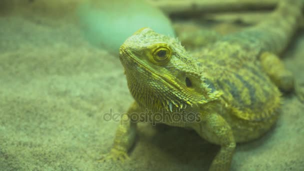 Lagarto pequeño sentado en el suelo . — Vídeos de Stock