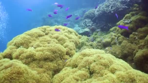 Recifes de corais e peixes tropicais Filipinas — Vídeo de Stock