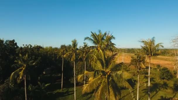 새로운 공항 터미널의 건설입니다. Panglao, Bohol, 필리핀. — 비디오