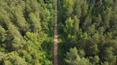 Ormanda yol.