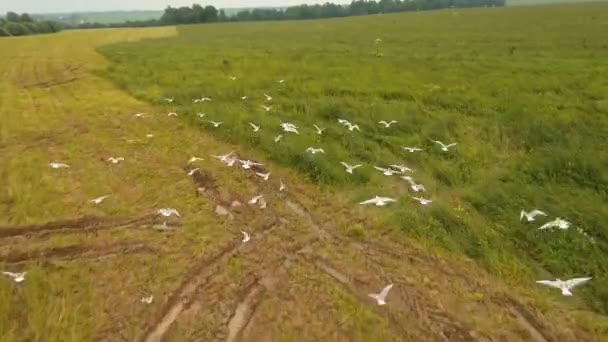 Las aves vuelan sobre el campo. Imágenes de drones — Vídeos de Stock