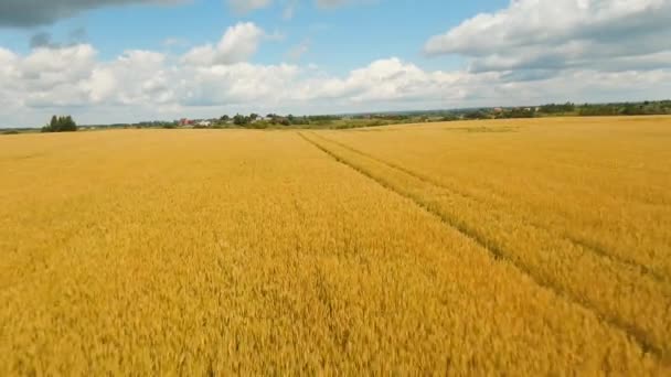 Luchtfoto van gouden tarweveld. Luchtfoto video. — Stockvideo